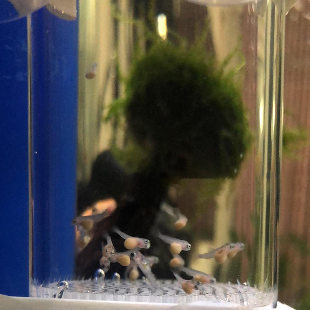 Inkubator do jaj rybnych 40mm, – Lab Incubator recenzja i cena